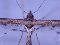 Anstenoptilia marmarodactyla
