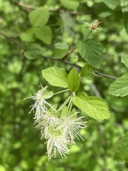 Neviusia alabamensis