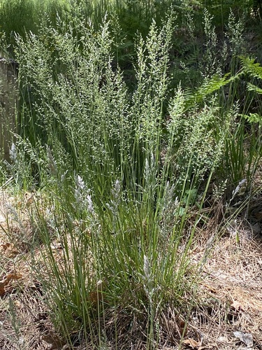 Poa fendleriana, photograph 5