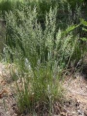 Poa fendleriana, photograph author not stated, no rights reserved