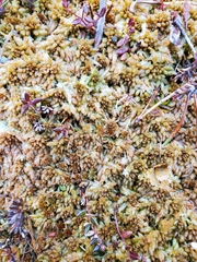 Sphagnum austinii