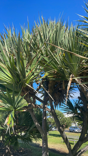 Pandanus utilis observed 2026-05-12
