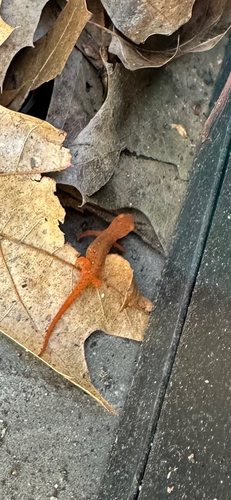 Eastern Newt observed by lilypadliveson