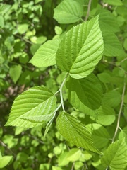 Neviusia alabamensis