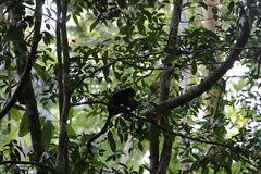 Saguinus fuscicollis