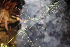 Aristida vagans