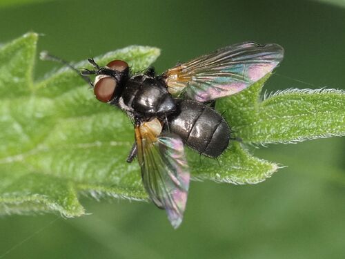 Phania incrassata