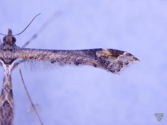 Anstenoptilia marmarodactyla