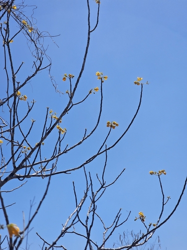 Senna atomaria, photograph 2