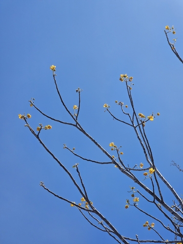 Senna atomaria, photograph 3
