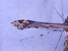 Anstenoptilia marmarodactyla