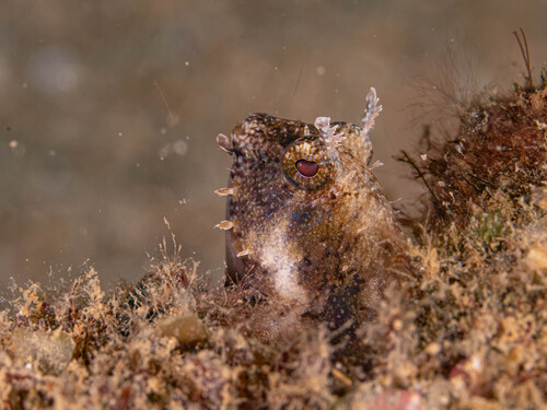 Crested sabre-tooth (Petroscirtes mitratus) — Blenniidae — 2