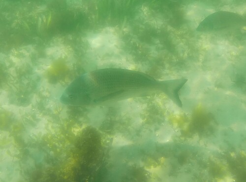 Acanthopagrus australis