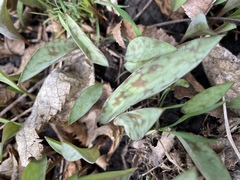 Erythronium albidum