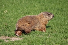 Marmota monax