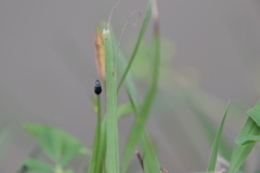 Alticina