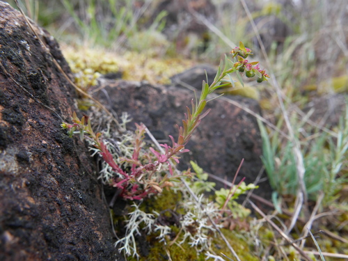 Euphorbia exigua ssp. merinoi