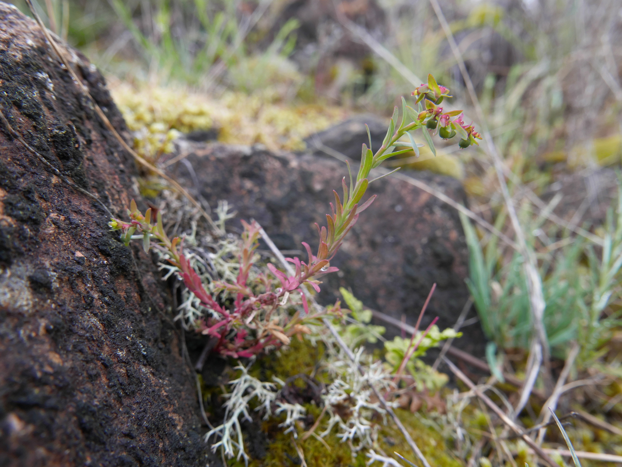Euphorbia exigua ssp. merinoi