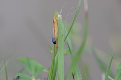 Alticina