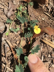 Aeschynomene brevifolia