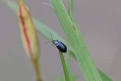 Alticina