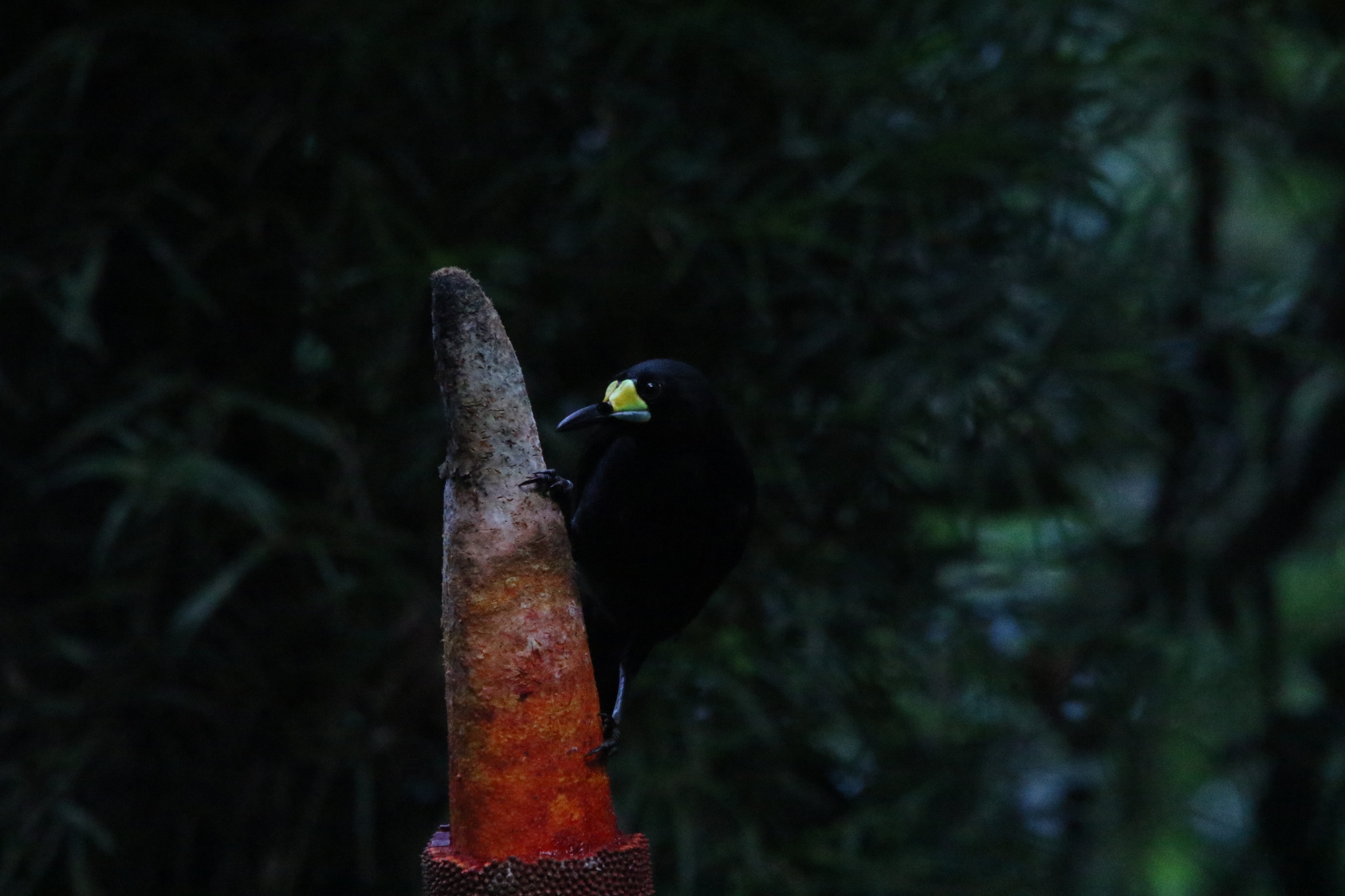 Long-tailed Paradigalla (Paradigalla carunculata), photo 9