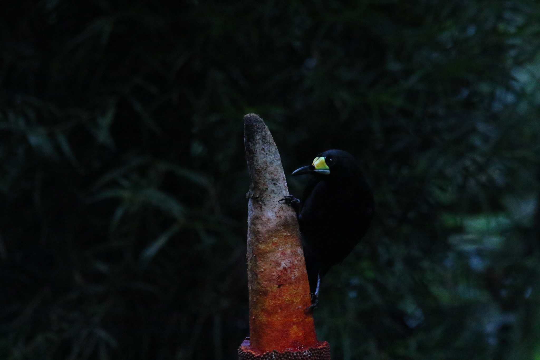 Long-tailed Paradigalla (Paradigalla carunculata), photo 10