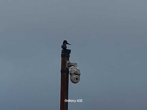 iNaturalist image