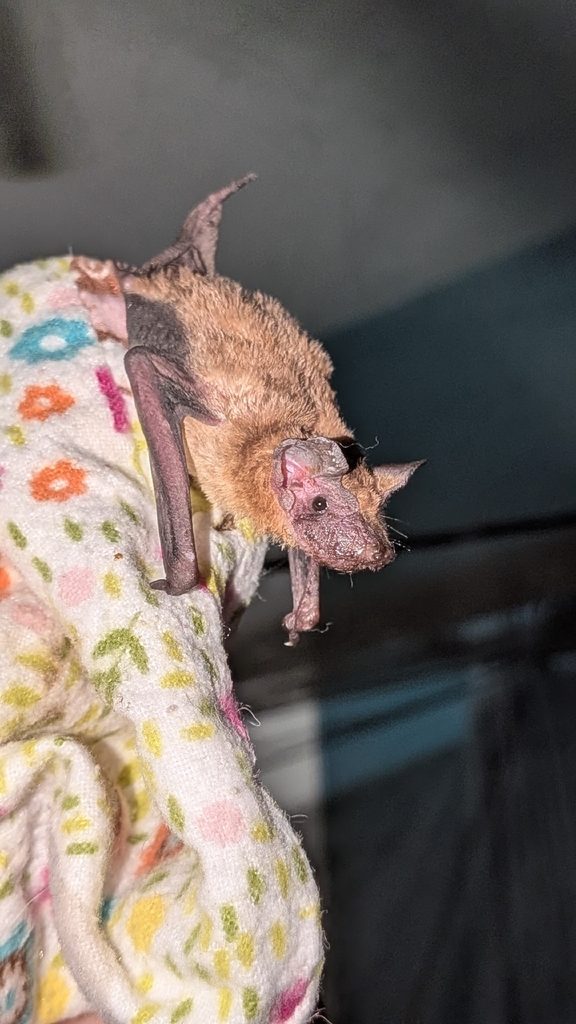 Northern Coastal Free-Tailed Bat