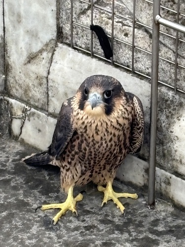 Peregrine Falcon observed by dalton_watt