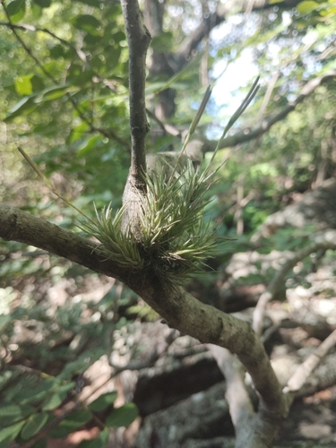 Tillandsia tricholepis
