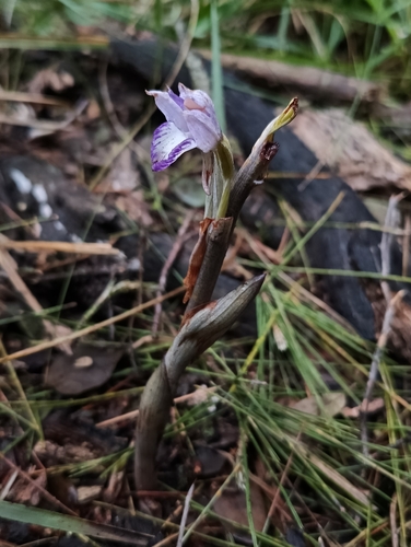 Violet Bird's-nest