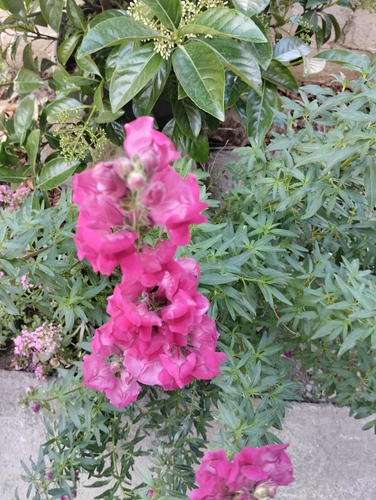 Snapdragon