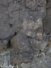 Hydropunctaria maura