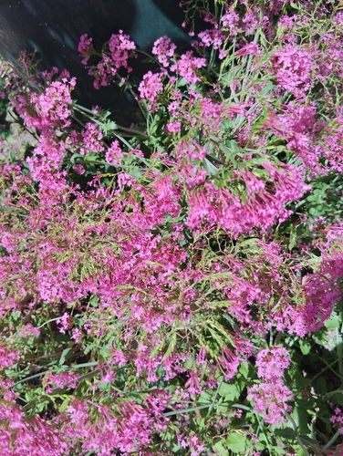 Red Valerian