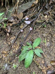 Staurogyne concinnula