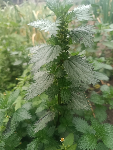 Dwarf Nettle