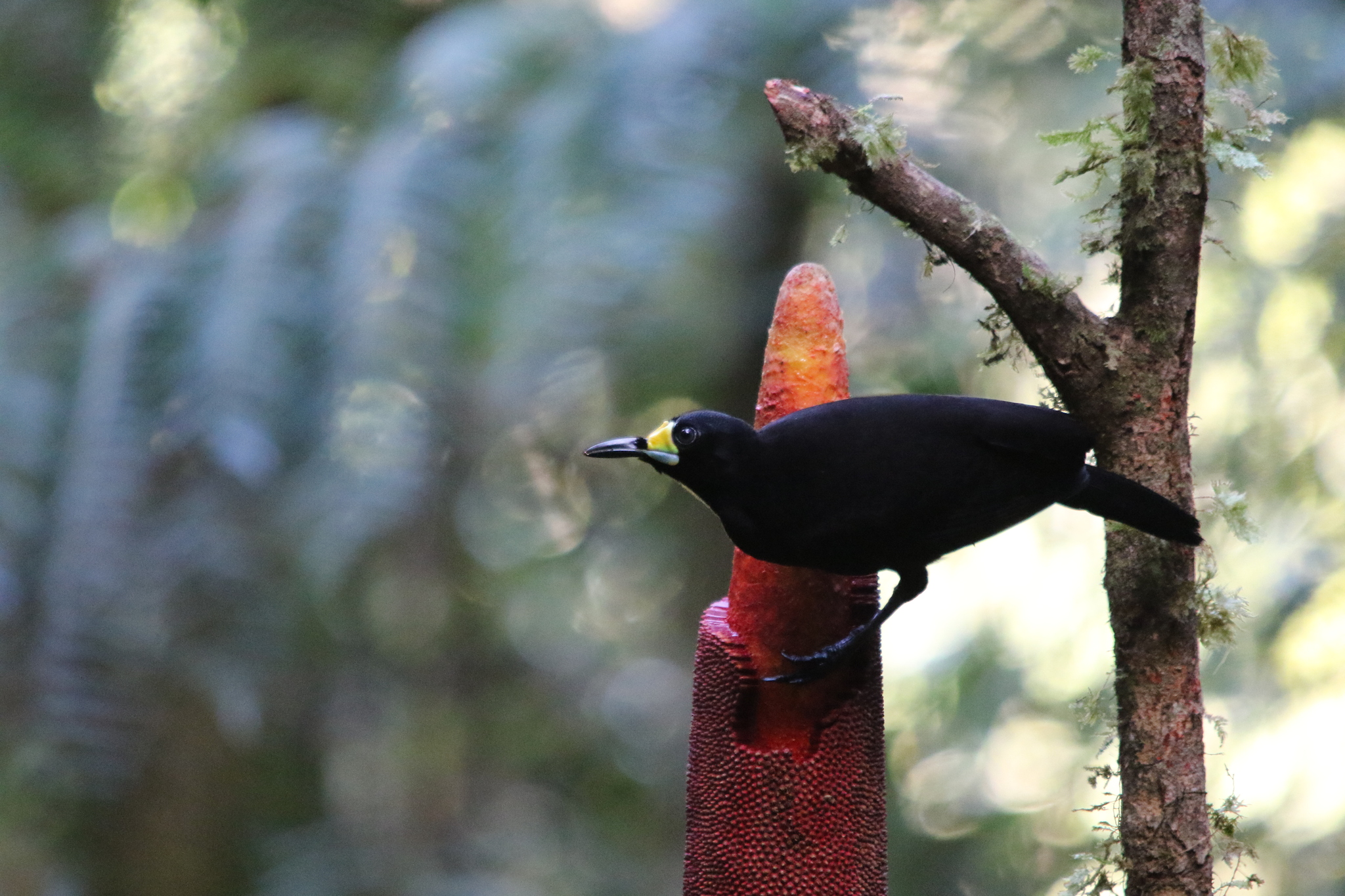 Long-tailed Paradigalla (Paradigalla carunculata), photo 8