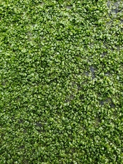 Prasiola meridionalis