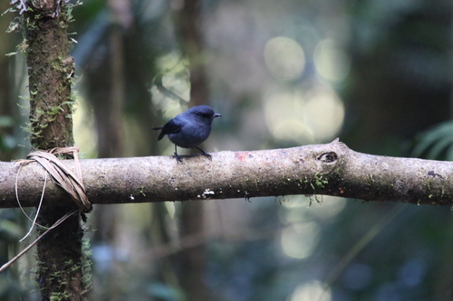 Slaty Robin (Melanodryas cyanus), photo 7