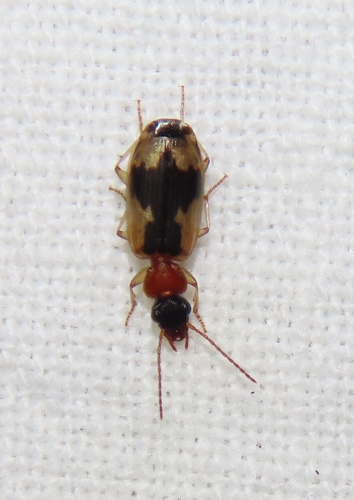 Anomotarus observed 2026-05-12