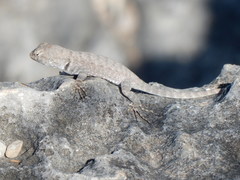 Sceloporus merriami