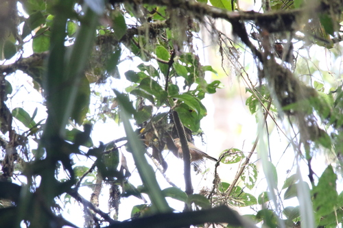 Regent Whistler (Pachycephala schlegelii), photo 7