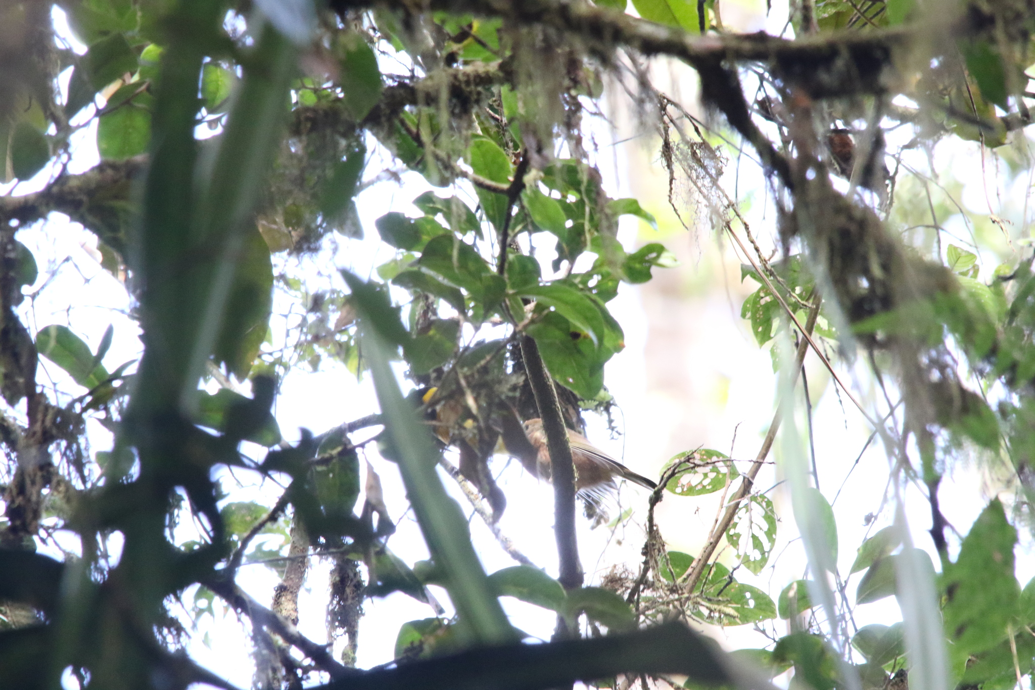 Regent Whistler (Pachycephala schlegelii), photo 5