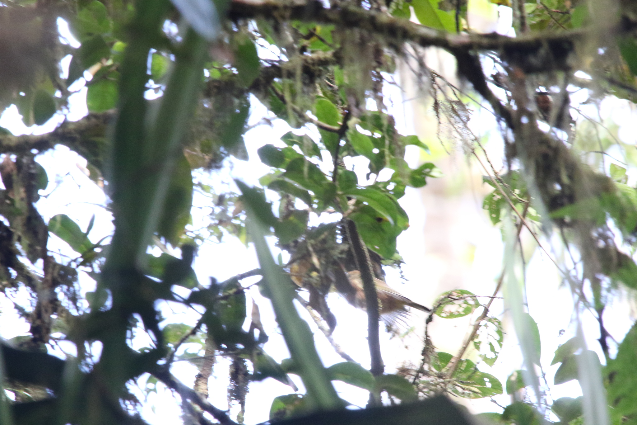 Regent Whistler (Pachycephala schlegelii), photo 6