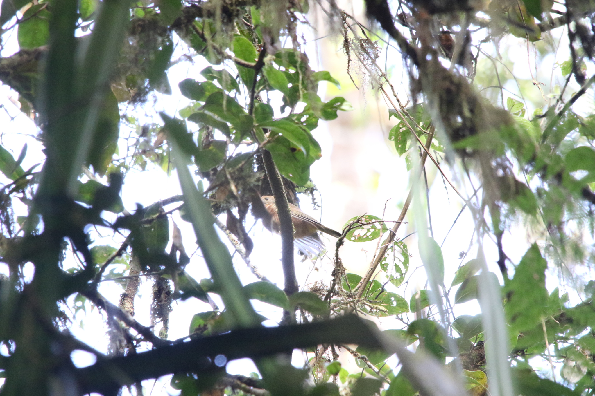 Regent Whistler (Pachycephala schlegelii), photo 7