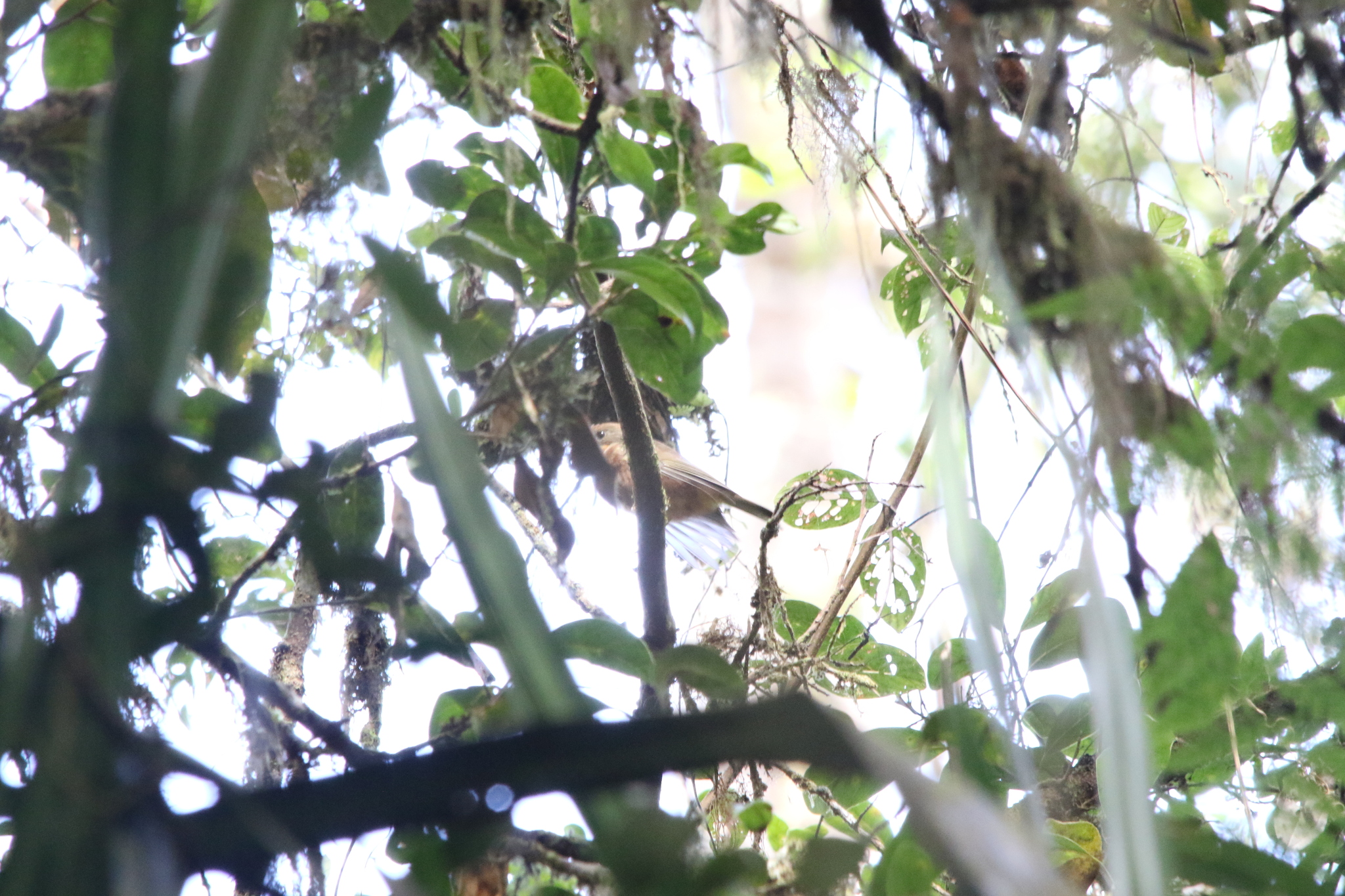 Regent Whistler (Pachycephala schlegelii), photo 8