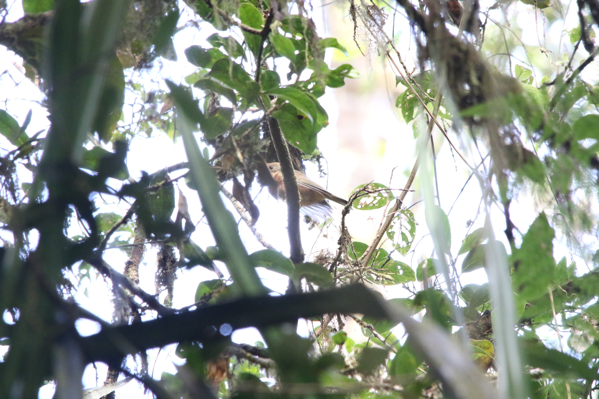 Regent Whistler (Pachycephala schlegelii), photo 9