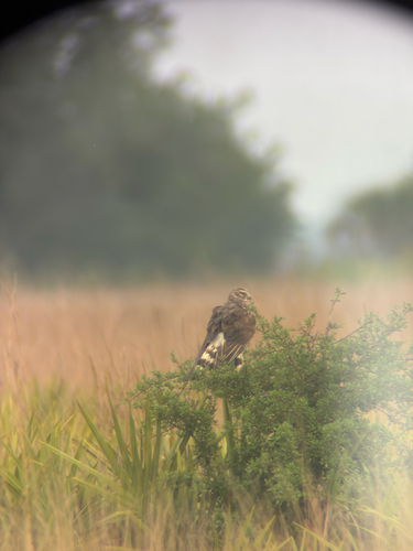 Northern Harrier observed by rstottlemyer