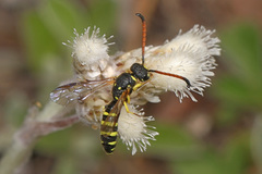 Sapygidae